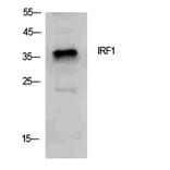 Western Blot - Anti-IRF1 Antibody (C30970) - Antibodies.com