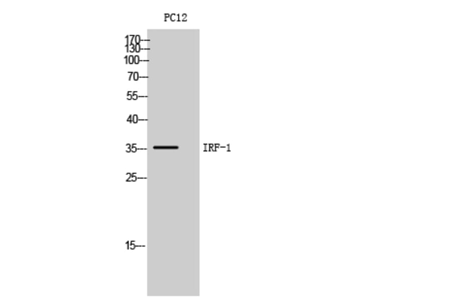 Western Blot - Anti-IRF1 Antibody (C30970) - Antibodies.com