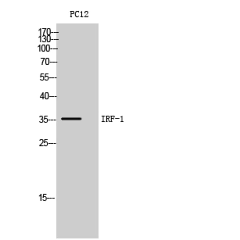 Western Blot - Anti-IRF1 Antibody (C30970) - Antibodies.com