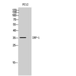 Western Blot - Anti-IRF1 Antibody (C30970) - Antibodies.com