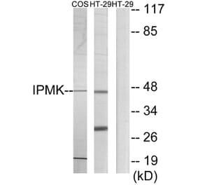 Western Blot - Anti-IPMK Antibody (C11376) - Antibodies.com