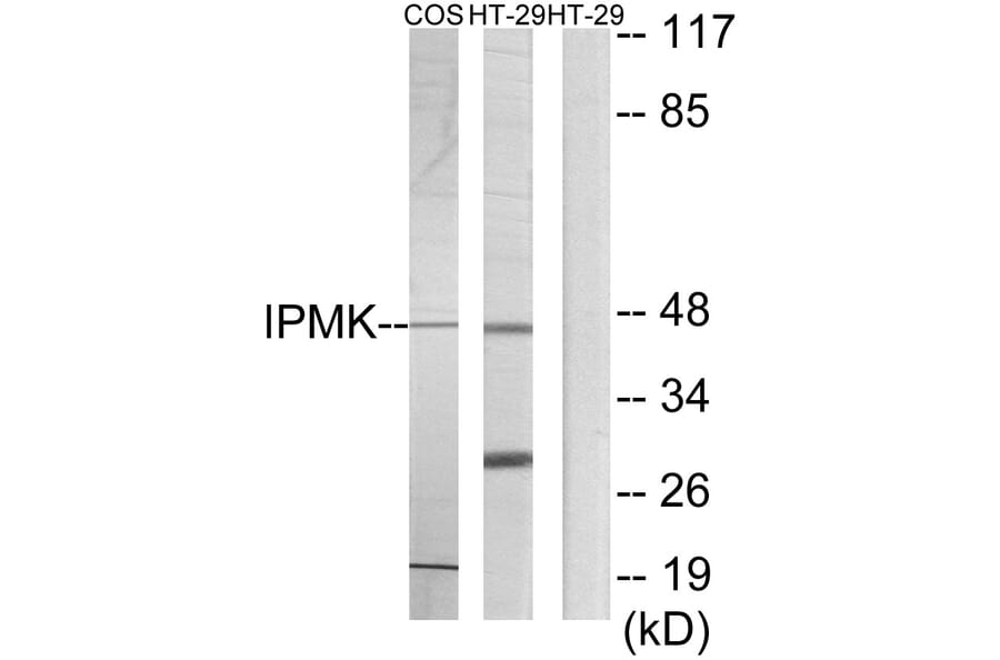 Western Blot - Anti-IPMK Antibody (C11376) - Antibodies.com