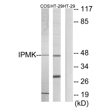 Western Blot - Anti-IPMK Antibody (C11376) - Antibodies.com