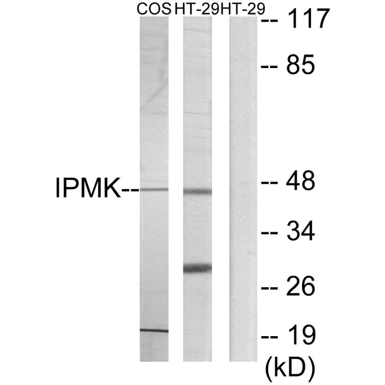 Western Blot - Anti-IPMK Antibody (C11376) - Antibodies.com