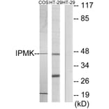 Western Blot - Anti-IPMK Antibody (C11376) - Antibodies.com