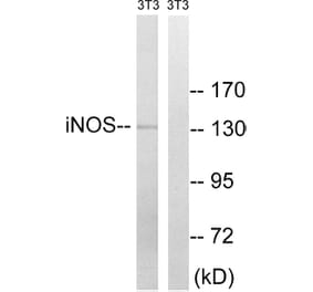 Western Blot - Anti-iNOS Antibody (B8233) - Antibodies.com
