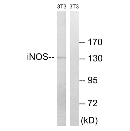 Western Blot - Anti-iNOS Antibody (B8233) - Antibodies.com