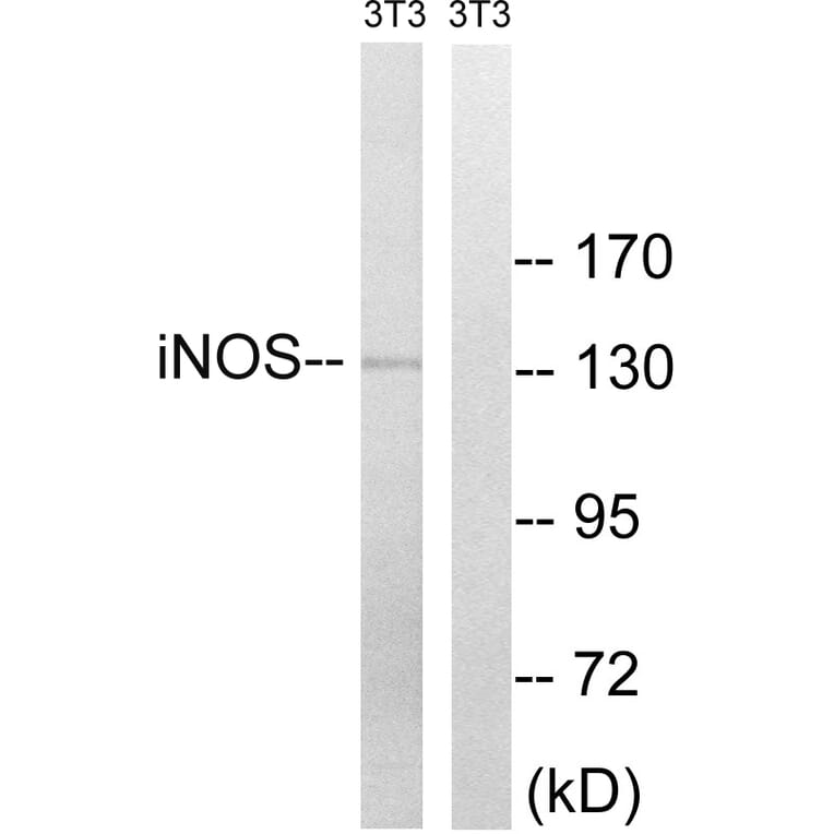 Western Blot - Anti-iNOS Antibody (B8233) - Antibodies.com