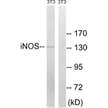 Western Blot - Anti-iNOS Antibody (B8233) - Antibodies.com