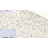 Immunohistochemistry - Anti-iNOS Antibody (B8233) - Antibodies.com