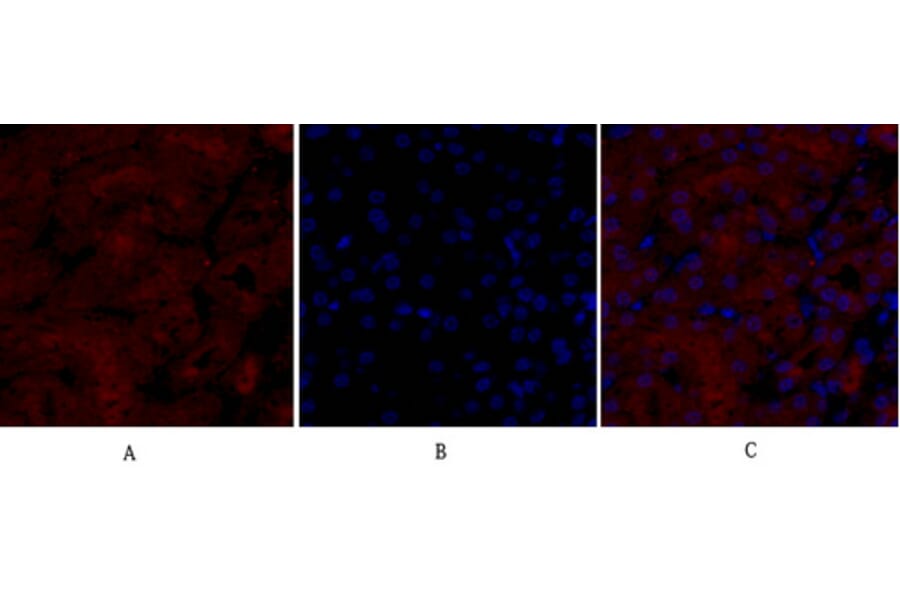 Immunofluorescence - Anti-iNOS Antibody (B8233) - Antibodies.com