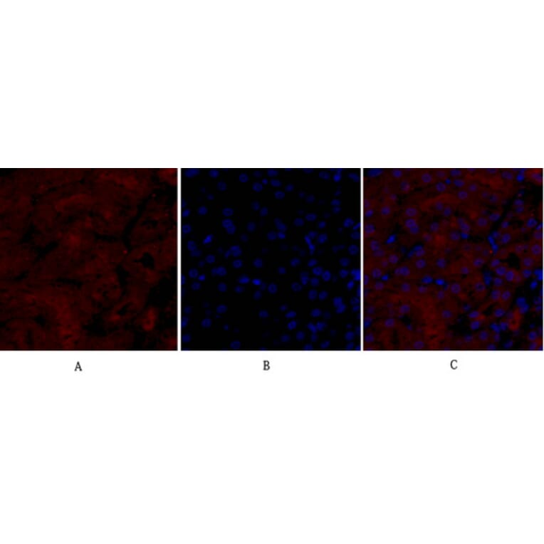Immunofluorescence - Anti-iNOS Antibody (B8233) - Antibodies.com