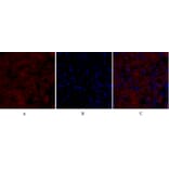 Immunofluorescence - Anti-iNOS Antibody (B8233) - Antibodies.com