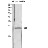Western Blot - Anti-IL22 Antibody (C30635) - Antibodies.com
