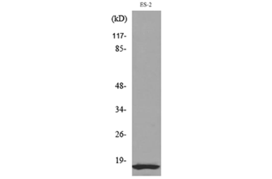 Western Blot - Anti-IL1B Antibody (C30147) - Antibodies.com