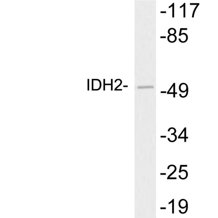 Western Blot - Anti-IDH2 Antibody (R12-2190) - Antibodies.com