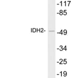 Western Blot - Anti-IDH2 Antibody (R12-2190) - Antibodies.com