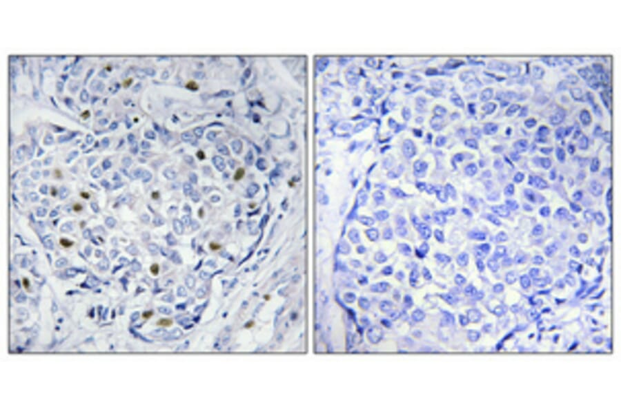 Immunohistochemistry - Anti-HXK1 Antibody (C10424) - Antibodies.com