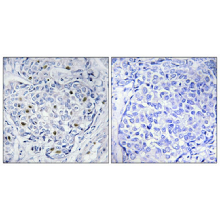 Immunohistochemistry - Anti-HXK1 Antibody (C10424) - Antibodies.com