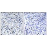 Immunohistochemistry - Anti-HXK1 Antibody (C10424) - Antibodies.com