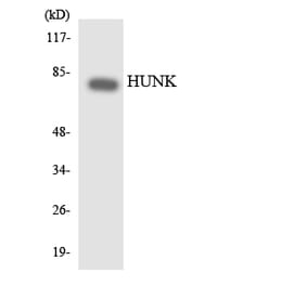 Western Blot - Anti-HUNK Antibody (R12-2906) - Antibodies.com