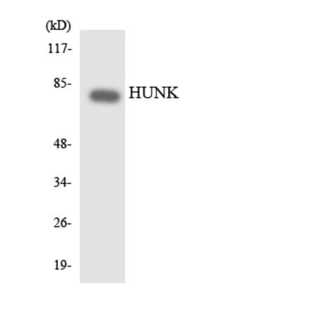 Western Blot - Anti-HUNK Antibody (R12-2906) - Antibodies.com