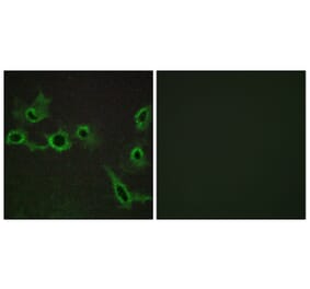 Immunofluorescence - Anti-HTR7 Antibody (G018) - Antibodies.com