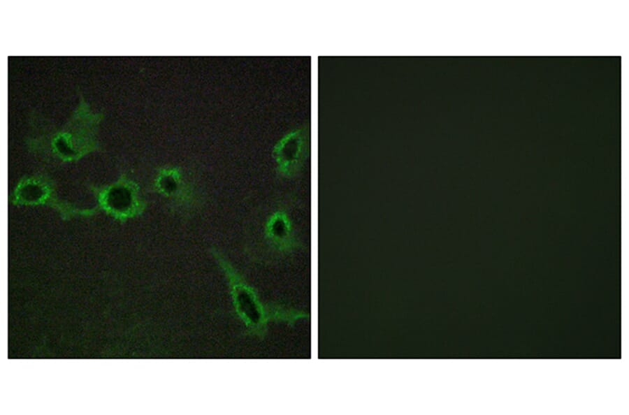 Immunofluorescence - Anti-HTR7 Antibody (G018) - Antibodies.com