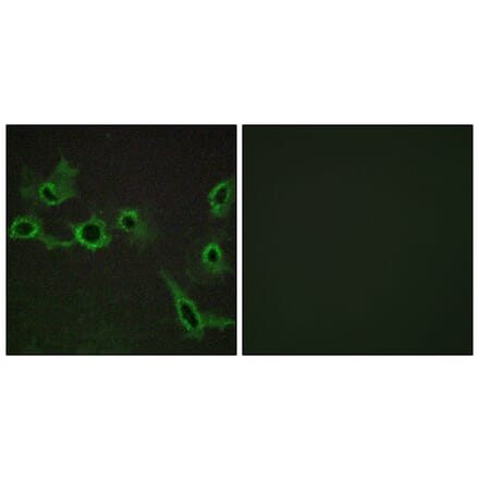 Immunofluorescence - Anti-HTR7 Antibody (G018) - Antibodies.com