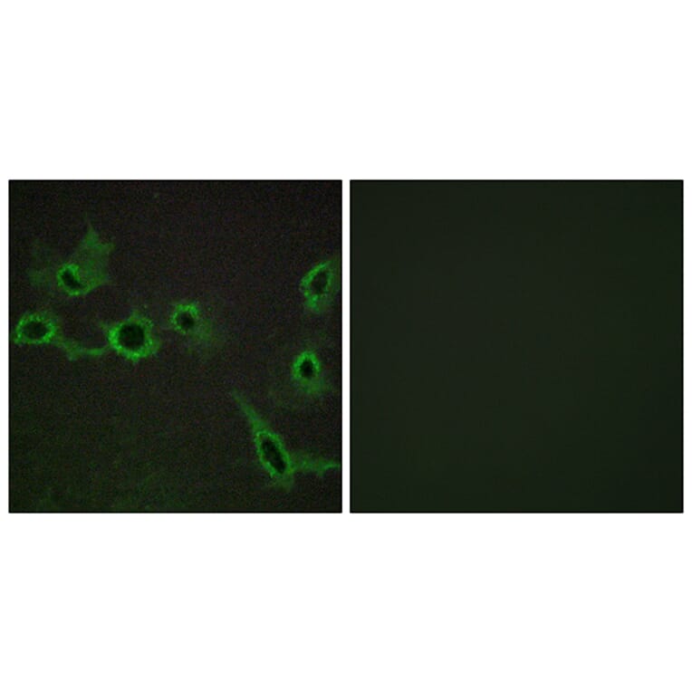 Immunofluorescence - Anti-HTR7 Antibody (G018) - Antibodies.com