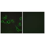 Immunofluorescence - Anti-HTR7 Antibody (G018) - Antibodies.com