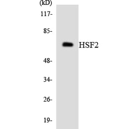 Western Blot - Anti-HSF2 Antibody (R12-2897) - Antibodies.com