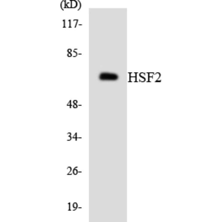 Western Blot - Anti-HSF2 Antibody (R12-2897) - Antibodies.com