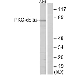 Western Blot - Anti-HSF1 Antibody (B7109) - Antibodies.com