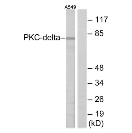 Western Blot - Anti-HSF1 Antibody (B7109) - Antibodies.com