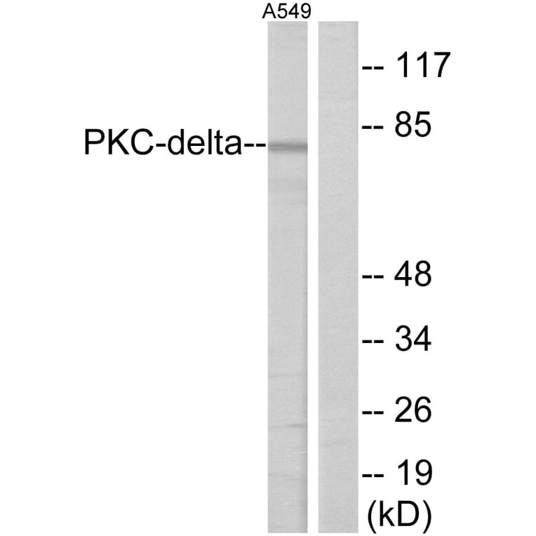 Western Blot - Anti-HSF1 Antibody (B7109) - Antibodies.com
