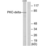 Western Blot - Anti-HSF1 Antibody (B7109) - Antibodies.com