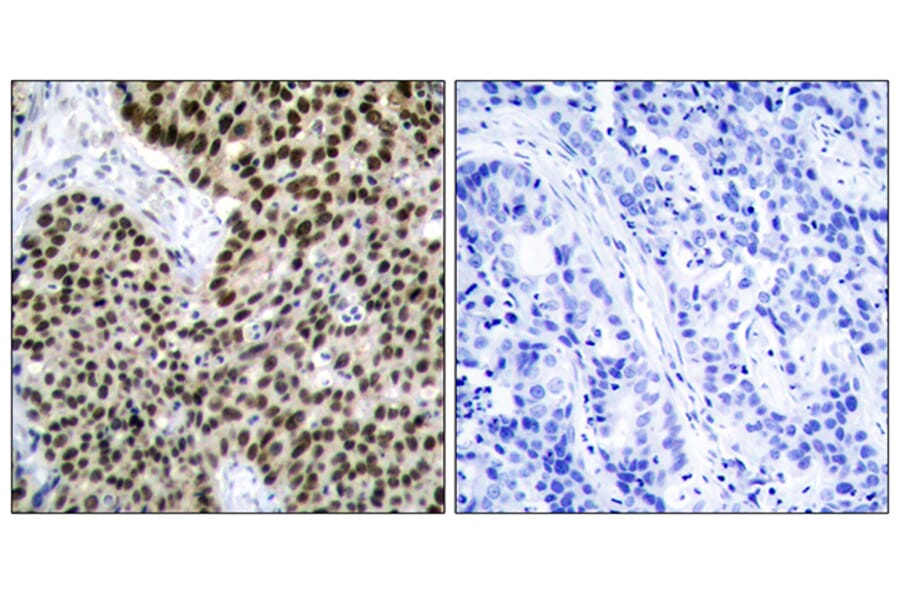 Immunohistochemistry - Anti-HSF1 Antibody (B7109) - Antibodies.com