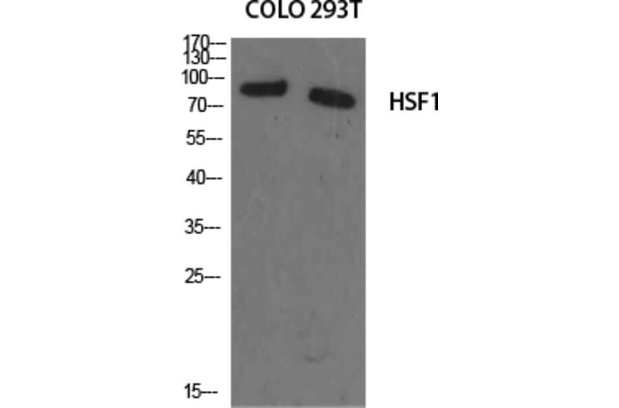 Western Blot - Anti-HSF1 Antibody (B7109) - Antibodies.com