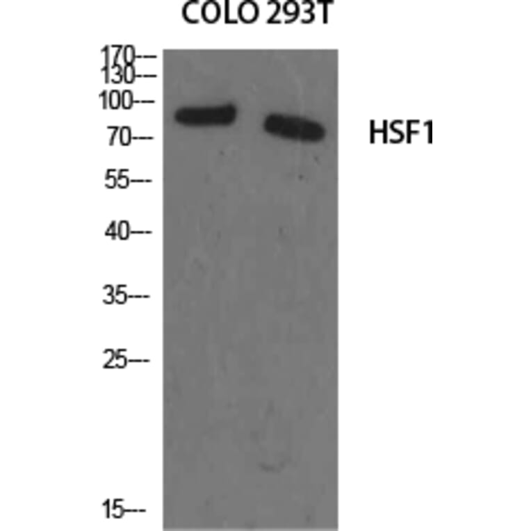 Western Blot - Anti-HSF1 Antibody (B7109) - Antibodies.com