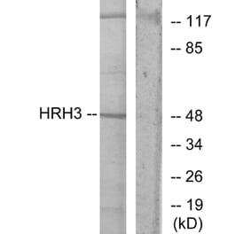 Western Blot - Anti-HRH3 Antibody (G371) - Antibodies.com