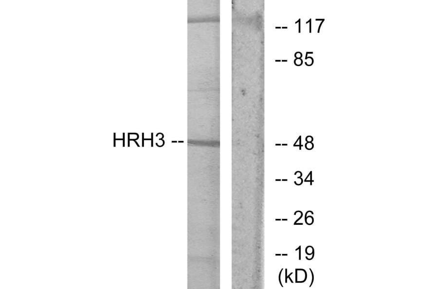 Western Blot - Anti-HRH3 Antibody (G371) - Antibodies.com