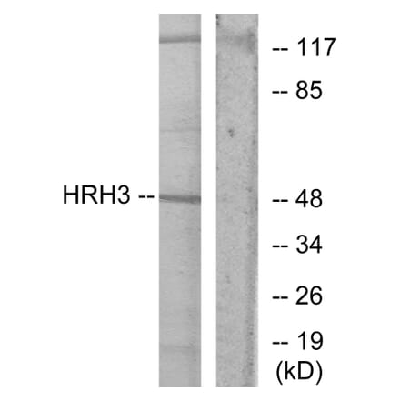 Western Blot - Anti-HRH3 Antibody (G371) - Antibodies.com