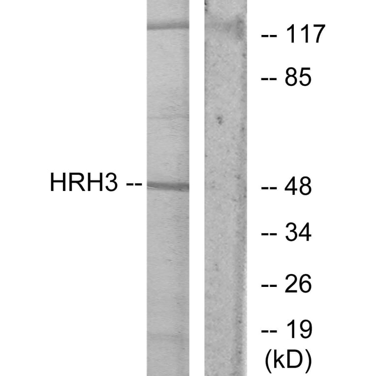 Western Blot - Anti-HRH3 Antibody (G371) - Antibodies.com