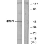 Western Blot - Anti-HRH3 Antibody (G371) - Antibodies.com