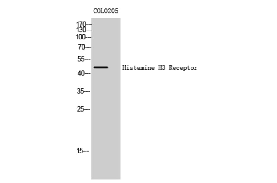 Western Blot - Anti-HRH3 Antibody (G371) - Antibodies.com