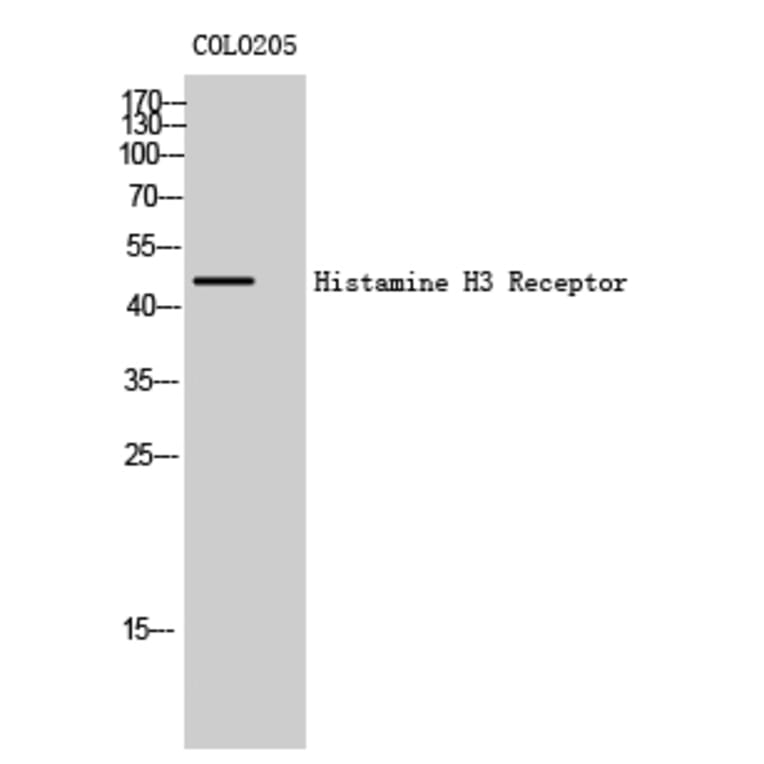 Western Blot - Anti-HRH3 Antibody (G371) - Antibodies.com