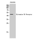 Western Blot - Anti-HRH3 Antibody (G371) - Antibodies.com