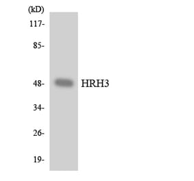 Western Blot - Anti-HRH3 Antibody (R12-2893) - Antibodies.com