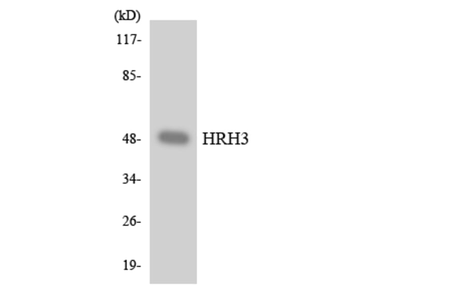 Western Blot - Anti-HRH3 Antibody (R12-2893) - Antibodies.com